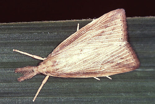 Diatraea saccharalis